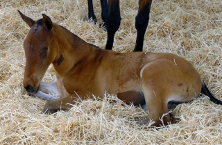 poni de poni club castello